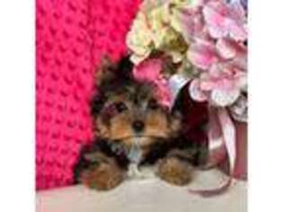 Yorkshire Terrier Puppy for sale in Marion, IL, USA