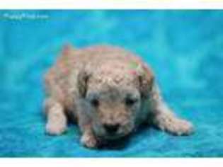 Mutt Puppy for sale in Gray, LA, USA