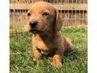 Dachshund Puppy for sale in Wilder, ID, USA