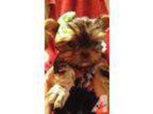 Yorkshire Terrier Puppy for sale in ROUND MOUNTAIN, CA, USA