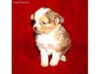 Miniature Australian Shepherd Puppy for sale in Burleson, TX, USA