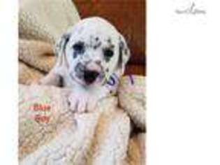 Dalmatian Puppy for sale in Palm Springs, CA, USA