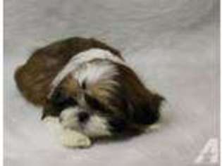 Mutt Puppy for sale in JOHANNESBURG, MI, USA