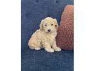 Goldendoodle Puppy for sale in Middlebury, IN, USA