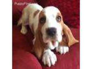 Basset Hound Puppy for sale in Onsted, MI, USA