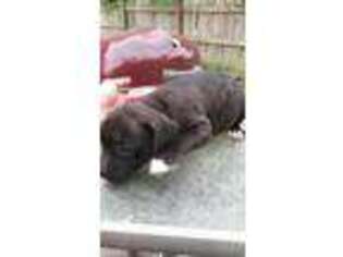 Staffordshire Bull Terrier Puppy for sale in High Point, NC, USA