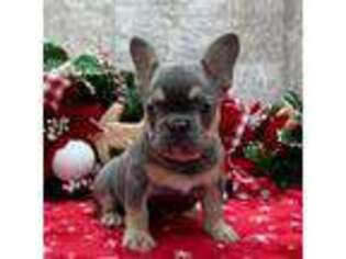French Bulldog Puppy for sale in Howe, IN, USA
