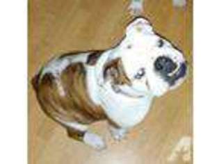 Bulldog Puppy for sale in STURGIS, MI, USA