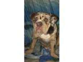 Olde English Bulldogge Puppy for sale in Somers Point, NJ, USA