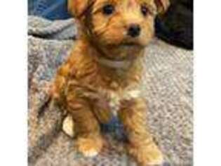 Yorkshire Terrier Puppy for sale in Corpus Christi, TX, USA