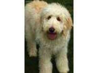 Goldendoodle Puppy for sale in Weir, KS, USA