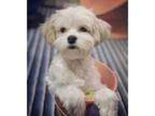 Maltese Puppy for sale in Saddle Brook, NJ, USA
