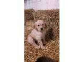 Goldendoodle Puppy for sale in Cato, NY, USA