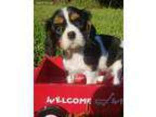 Cavalier King Charles Spaniel Puppy for sale in Holden, MO, USA