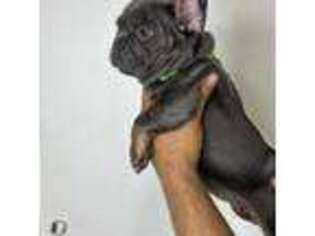 French Bulldog Puppy for sale in Norwood, MA, USA