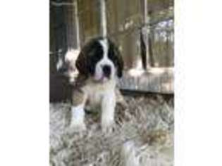 Saint Bernard Puppy for sale in Birmingham, AL, USA