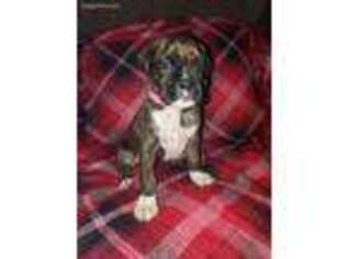 Boxer Puppy for sale in Pine River, WI, USA
