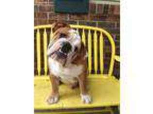 Bulldog Puppy for sale in Lima, OH, USA