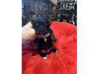 Yorkshire Terrier Puppy for sale in Seymour, WI, USA