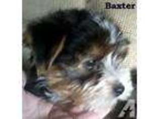 Yorkshire Terrier Puppy for sale in LYONS, KS, USA