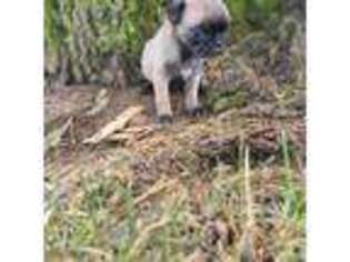 Pug Puppy for sale in Norwalk, WI, USA