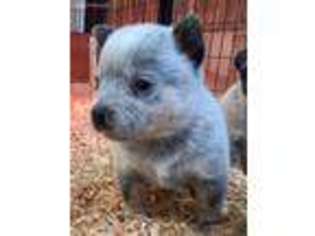 Australian Cattle Dog Puppy for sale in Atwater, CA, USA