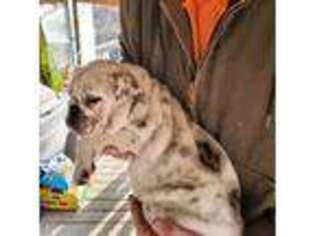 Bulldog Puppy for sale in Laurel, MS, USA