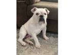 Bulldog Puppy for sale in South Shore, KY, USA