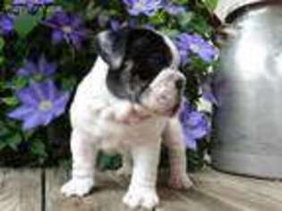 French Bulldog Puppy for sale in Johnstown, OH, USA