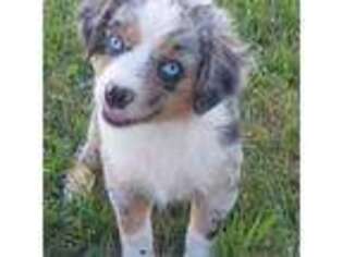 Mutt Puppy for sale in Ellensburg, WA, USA