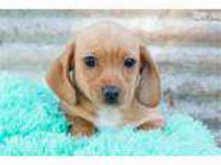 Chiweenie Puppy for sale in Springfield, MO, USA