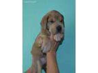 Great Dane Puppy for sale in Earlsboro, OK, USA