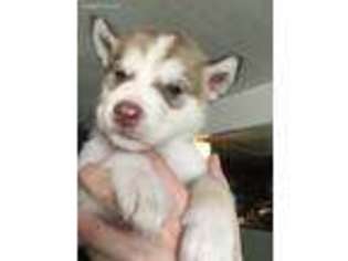 Alaskan Malamute Puppy for sale in Houston, AK, USA