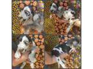 Great Dane Puppy for sale in Bremen, GA, USA