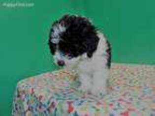 Cavapoo Puppy for sale in Paterson, NJ, USA