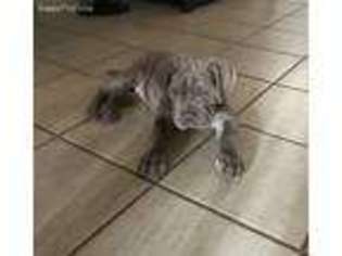 Mastiff Puppy for sale in Chandler, AZ, USA