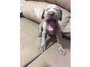 Weimaraner Puppy for sale in New Holland, PA, USA