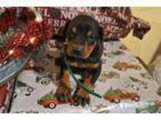 Doberman Pinscher Puppy for sale in Fort Wayne, IN, USA