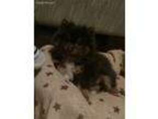 Pomeranian Puppy for sale in Watertown, NY, USA