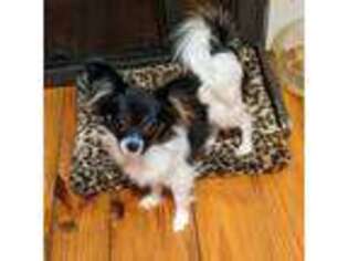 Papillon Puppy for sale in Columbia, SC, USA