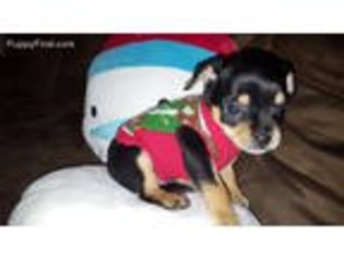 Chihuahua Puppy for sale in Kansas City, MO, USA