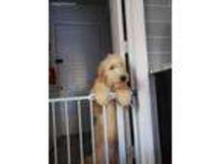 Goldendoodle Puppy for sale in Lithonia, GA, USA