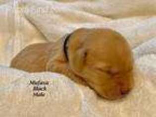 Labrador Retriever Puppy for sale in South Haven, MN, USA