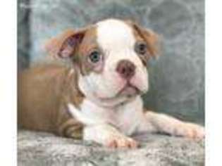 Boston Terrier Puppy for sale in Clements, MD, USA
