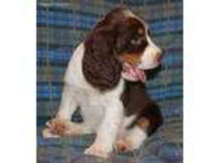 English Springer Spaniel Puppy for sale in Platteville, CO, USA