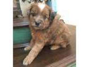 Mutt Puppy for sale in Owenton, KY, USA