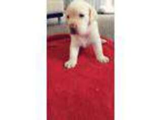 Labrador Retriever Puppy for sale in Lehigh Acres, FL, USA