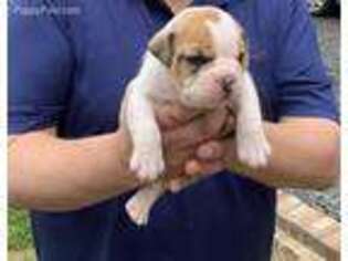 Bulldog Puppy for sale in Asheboro, NC, USA