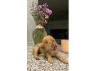 Goldendoodle Puppy for sale in Fulshear, TX, USA