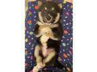 Shiba Inu Puppy for sale in San Gabriel, CA, USA